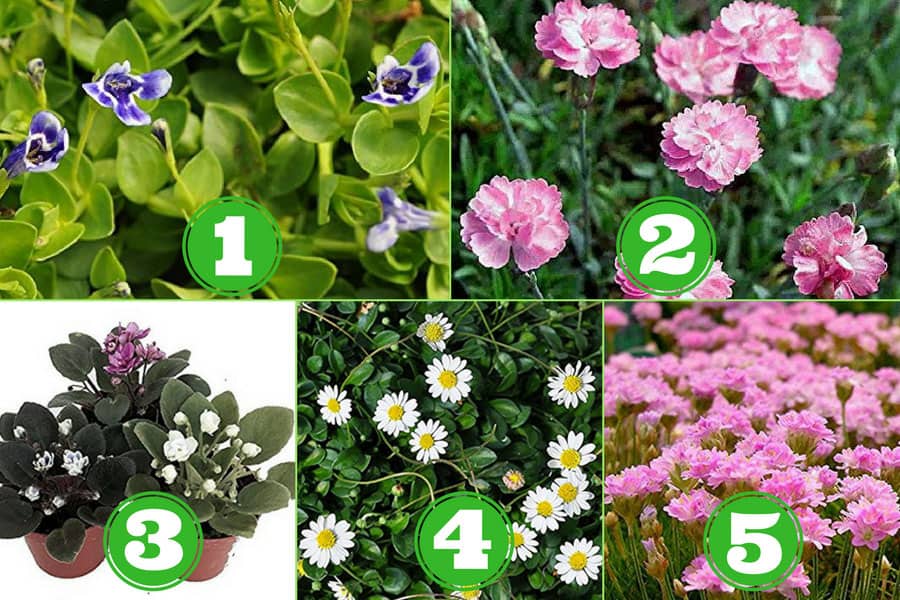 10 Miniature Flowering Plants for a Blossoming Fairy Garden