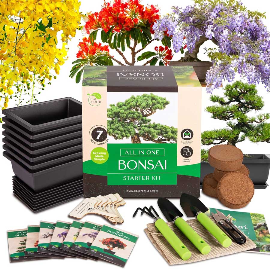 bonsai tree starter kit