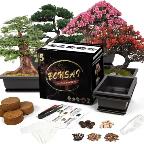 Bonsai Teelie's Fairy Garden