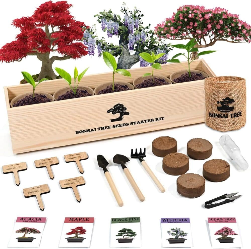 sproutix indoor bonsai garden starter kit