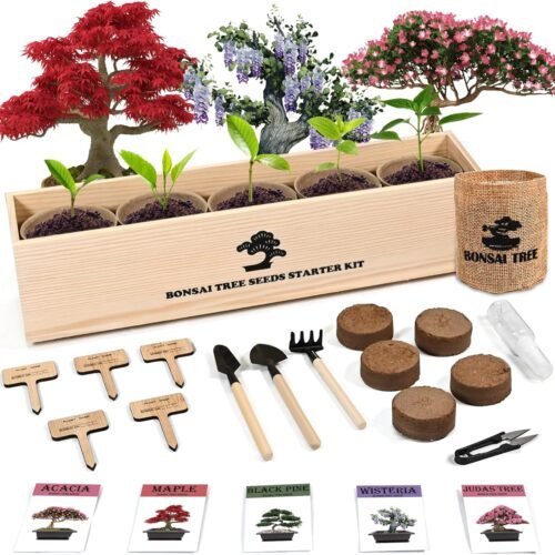 sproutix indoor bonsai garden starter kit