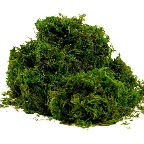 byher artificial moss