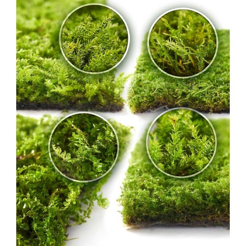 live moss 4 pack