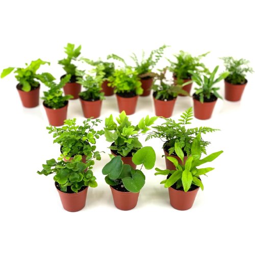 mini fern plants