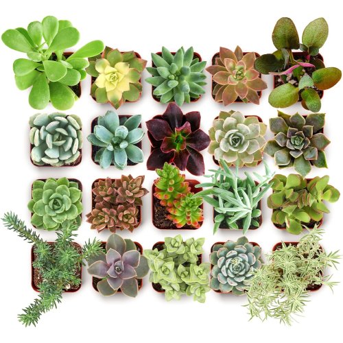 shop succulents collectors